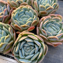 画像をギャラリービューアに読み込む, ポトシナ
