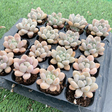 画像をギャラリービューアに読み込む, アラン
