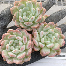 画像をギャラリービューアに読み込む, ペアスノー
