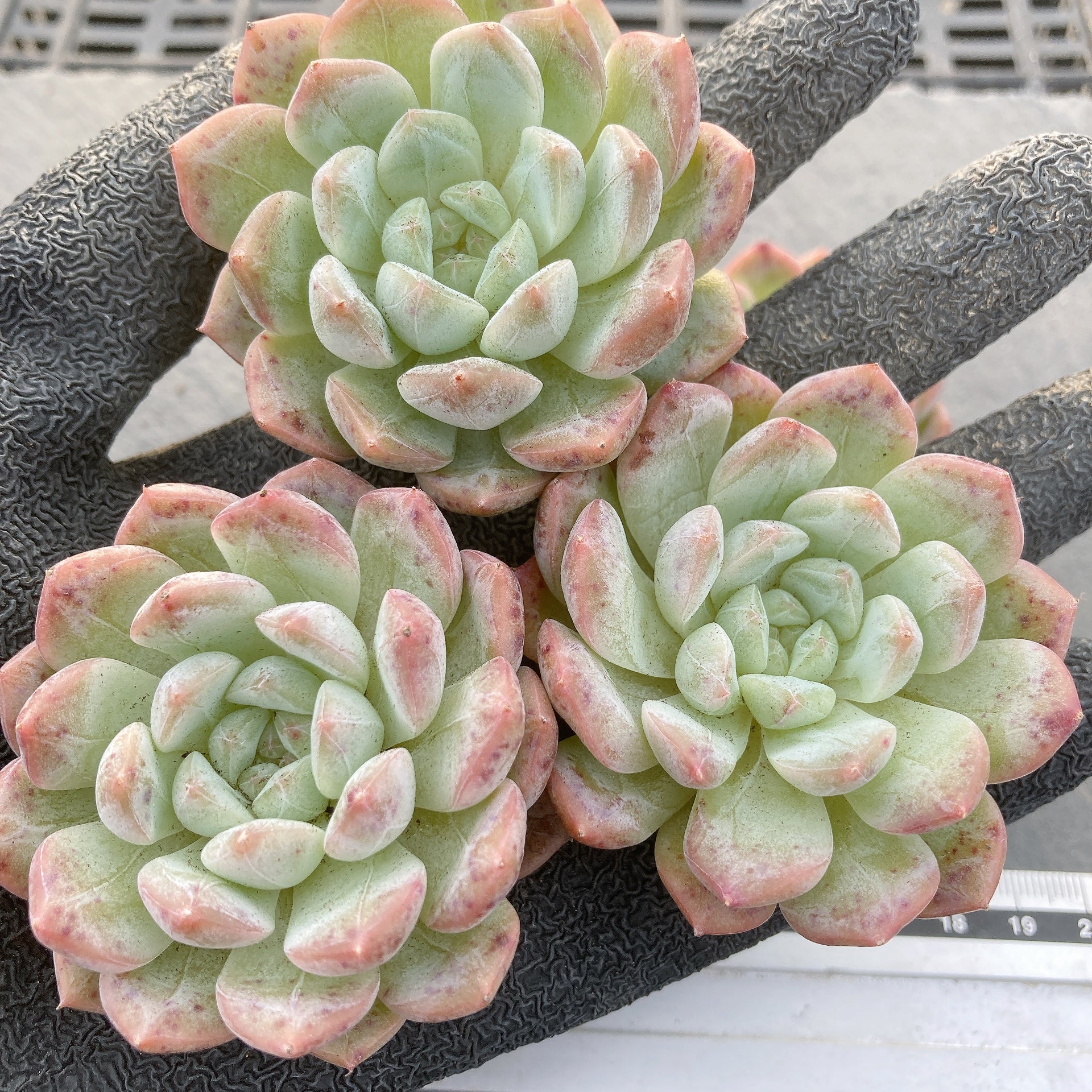 おまとめ中！39SALE！多肉植物^o^   ほろ酔い美人 今年も酔っ払いはじめました_:(ꈍ﹃ꈍ」 ∠):_ほろ酔い美人 | わたしの