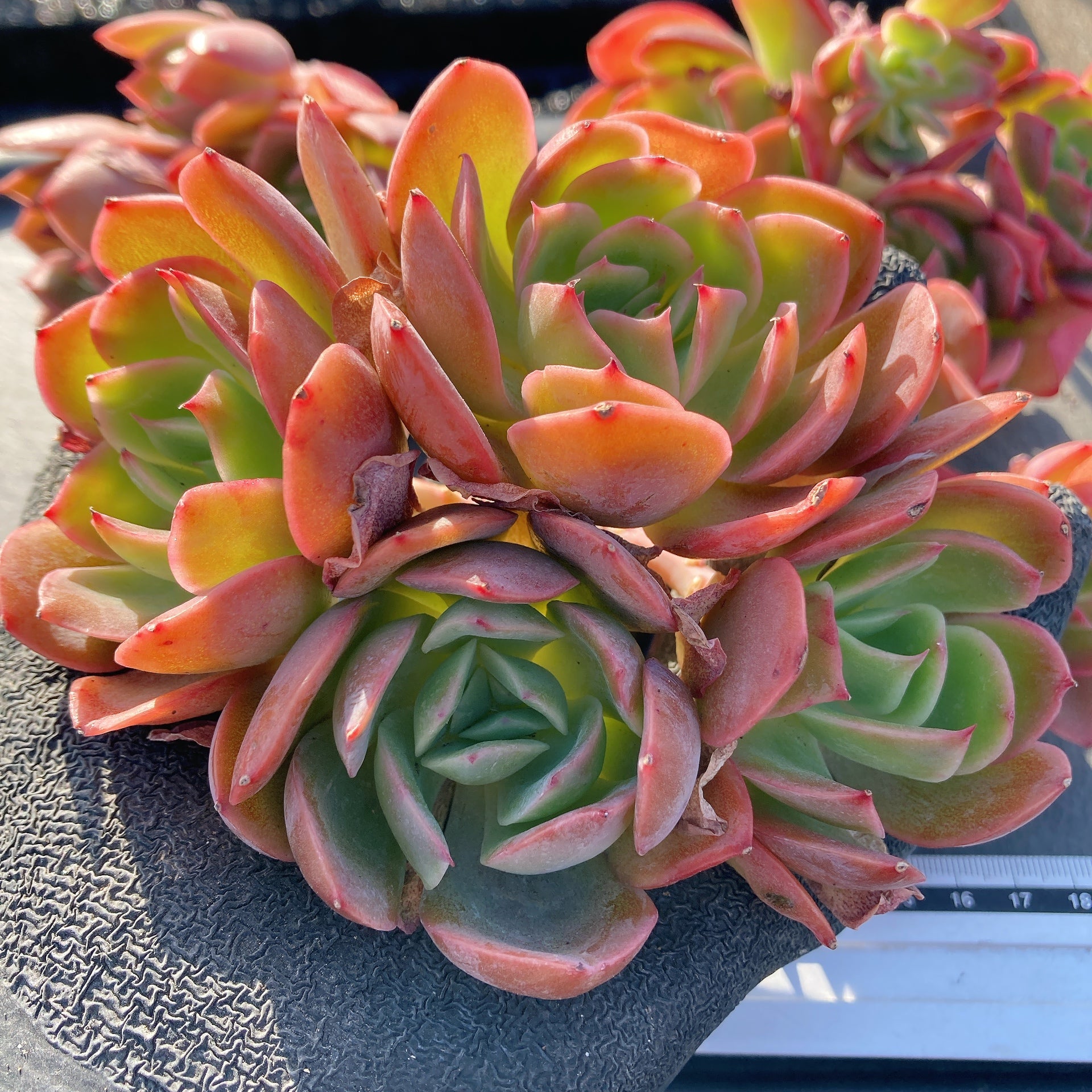 商品 – Hoshi☆Taniku