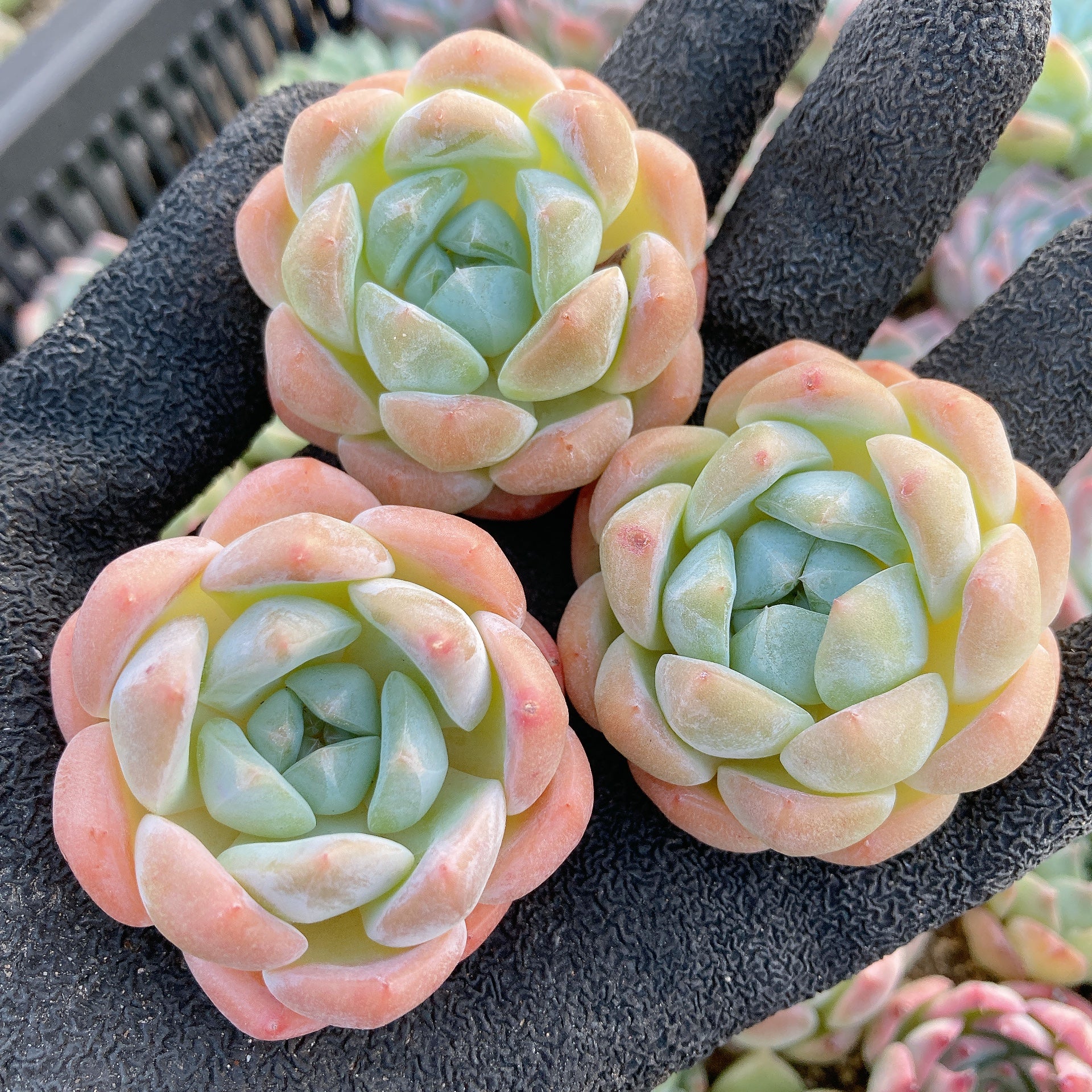 95#多肉植物アエオニウム錦❤️碧玉❤️8頭15cm 鉢土付き出荷 95#多肉植物アエオニウム錦❤️碧玉❤️8頭15cm 鉢土付き出荷 【公式通販】