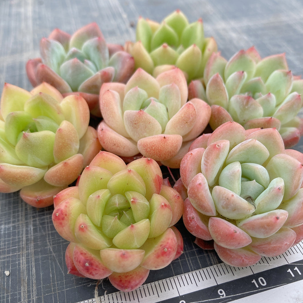 寄せ植え7苗セット.6