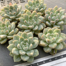 画像をギャラリービューアに読み込む, マリュー
