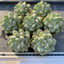 画像をギャラリービューアに読み込む, バブルガム
