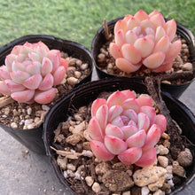 画像をギャラリービューアに読み込む, ナルシス
