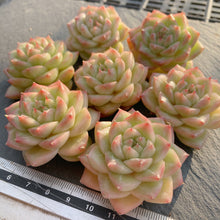 画像をギャラリービューアに読み込む, マルガンクイーン
