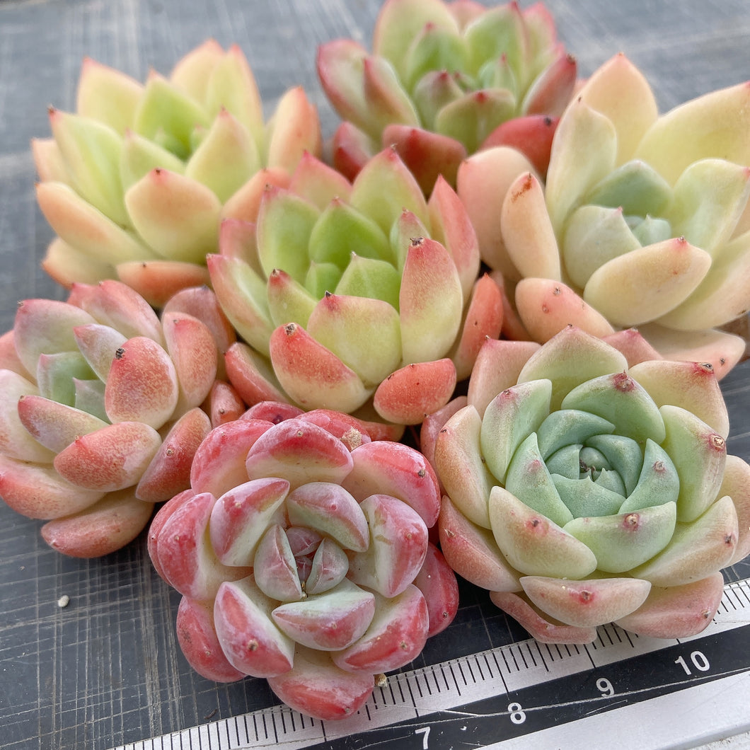 寄せ植え7苗セット.3