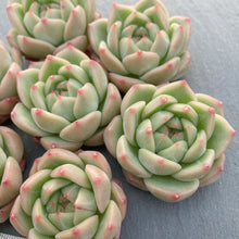 画像をギャラリービューアに読み込む, アメイジンググレイス×アマビレ
