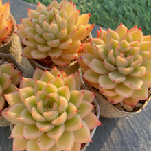 画像をギャラリービューアに読み込む, スパークル
