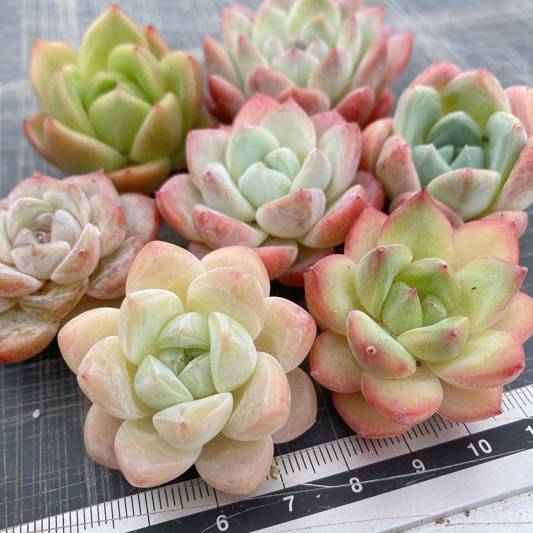 寄せ植え7苗セット.5
