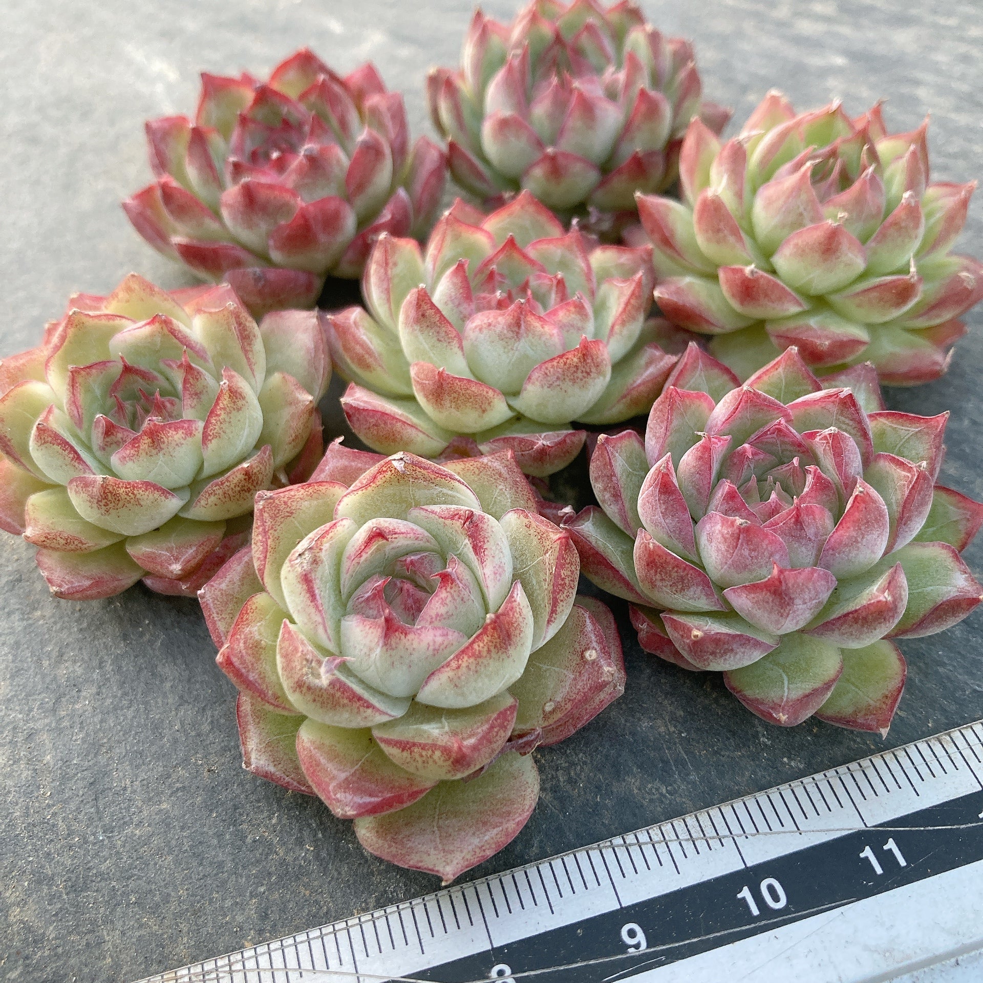 韓国苗 バイキング ♡ ALL 500円 ♡ 韓国苗 バイキング ♡ ALL 500円 ♡ 韓国苗 バイキング ♡ ALL 500円