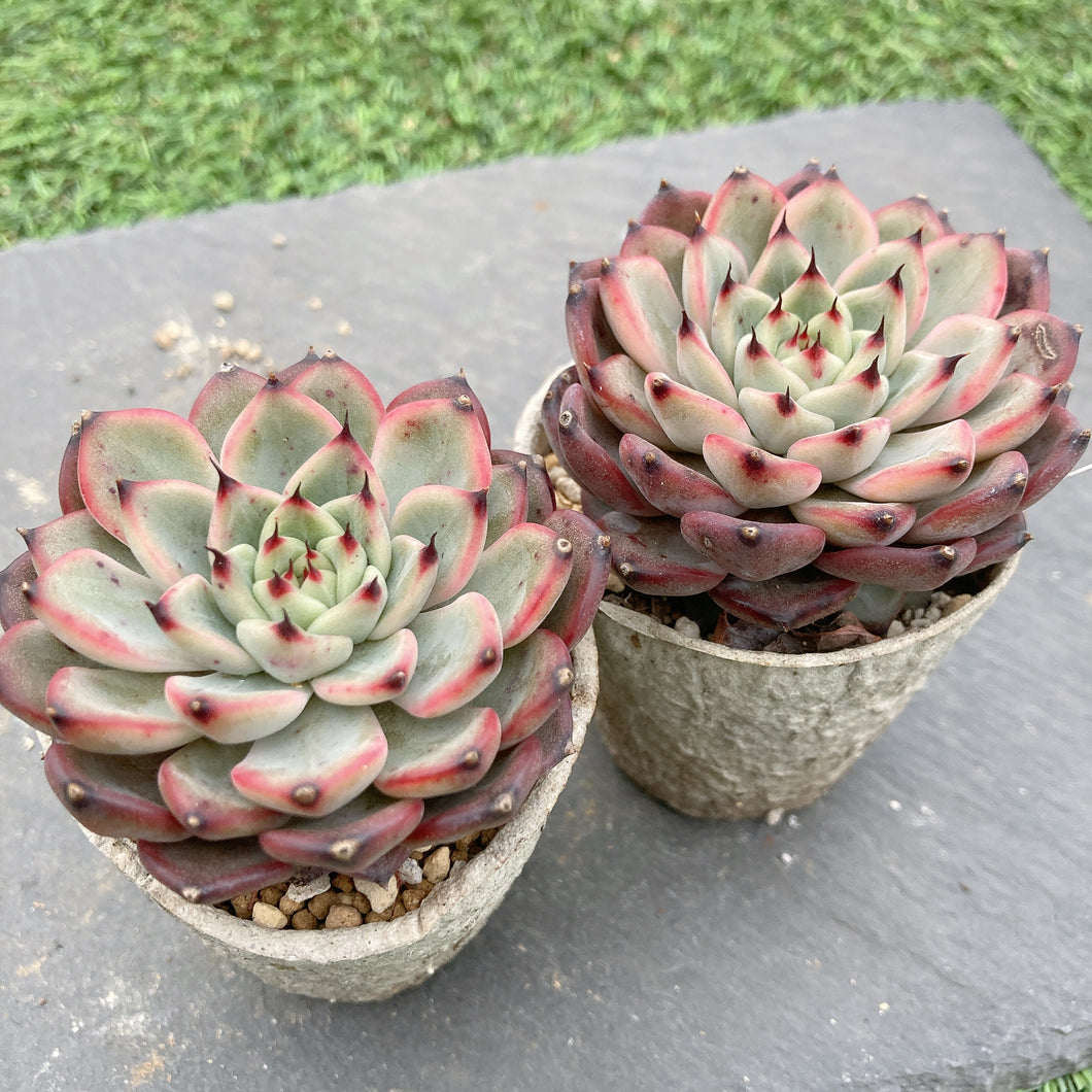 スターライトジェニー