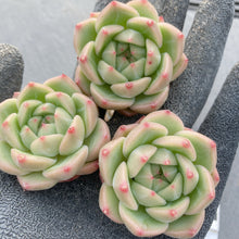 画像をギャラリービューアに読み込む, アメイジンググレイス×アマビレ
