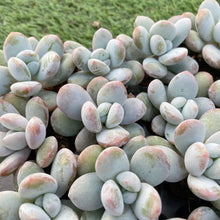 画像をギャラリービューアに読み込む, 雪美人10苗セット
