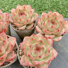 画像をギャラリービューアに読み込む, アニー
