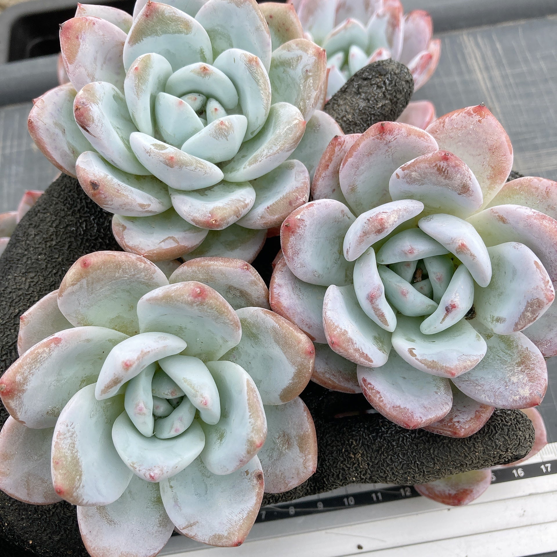 残8苗ෆ˚*感謝セールෆ˚* ブラッドロメオ 1苗 抜き苗 寄せ植え 多肉植物 残8苗ෆ˚*感謝セールෆ˚* ブラッドロメオ 1苗 抜き苗 寄せ植え