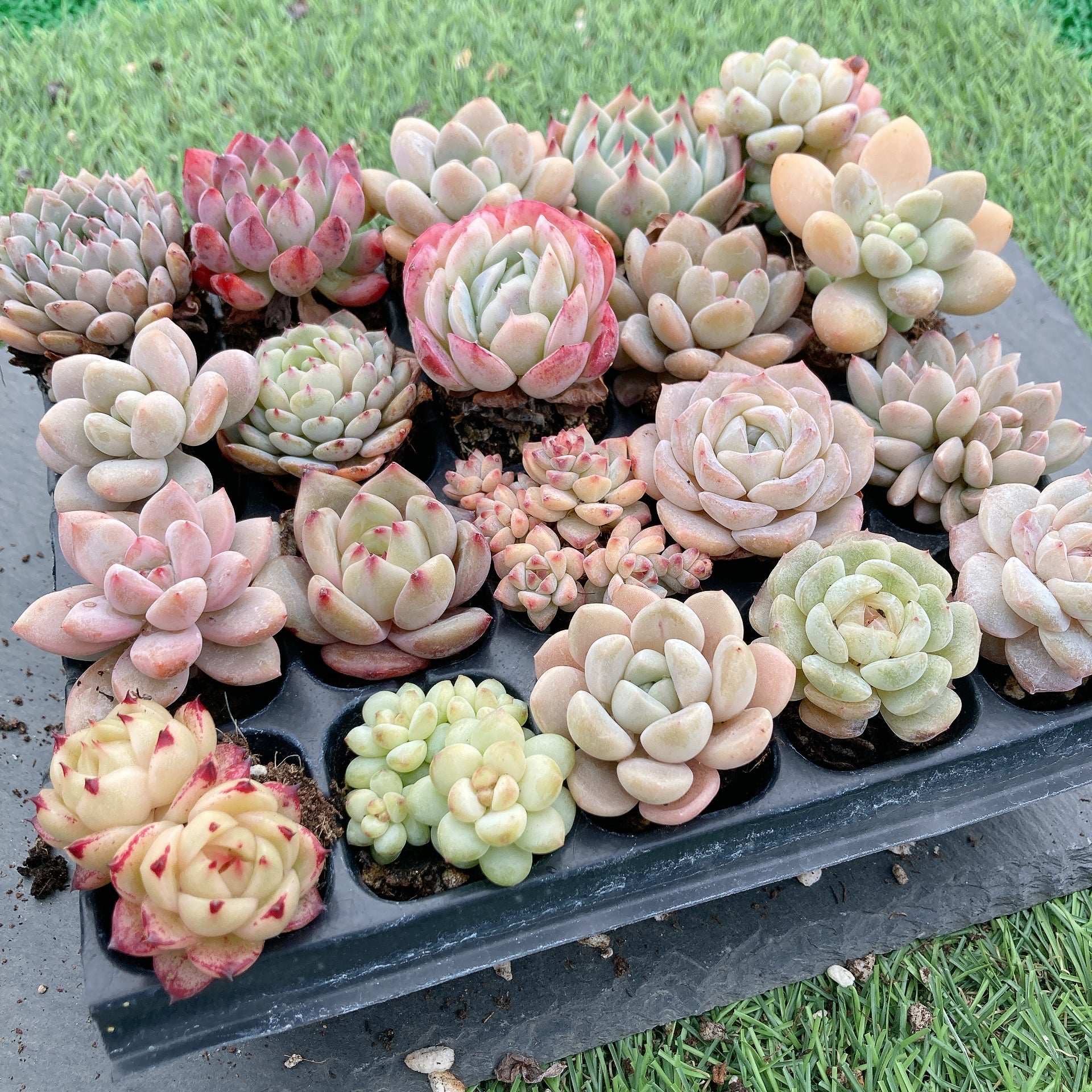 あざらし☆多肉植物出品中様 23苗 あざらし☆多肉植物出品中様 23苗 あざらし☆多肉植物出品中様 23苗