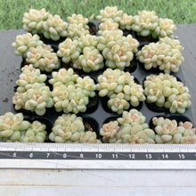 画像をギャラリービューアに読み込む, ジェニー美人
