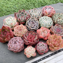 画像をギャラリービューアに読み込む, クリスマスセット16種苗(小さめ).6
