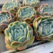 画像をギャラリービューアに読み込む, ポトシナ
