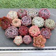 画像をギャラリービューアに読み込む, クリスマスセット16種苗(小さめ).7
