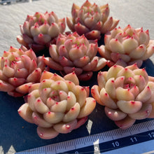 画像をギャラリービューアに読み込む, クリアスカイジェニー
