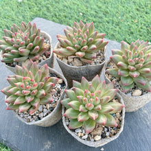 画像をギャラリービューアに読み込む, オラクル
