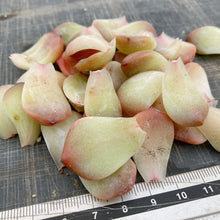 画像をギャラリービューアに読み込む, スノータワー10枚
