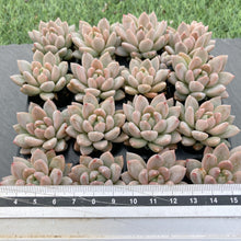 画像をギャラリービューアに読み込む, イリュージョン
