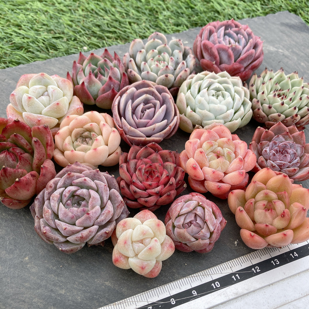 クリスマスセット16種苗(小さめ).7