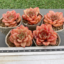 画像をギャラリービューアに読み込む, スノーバード
