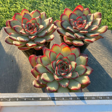 画像をギャラリービューアに読み込む, ミートソースローズ
