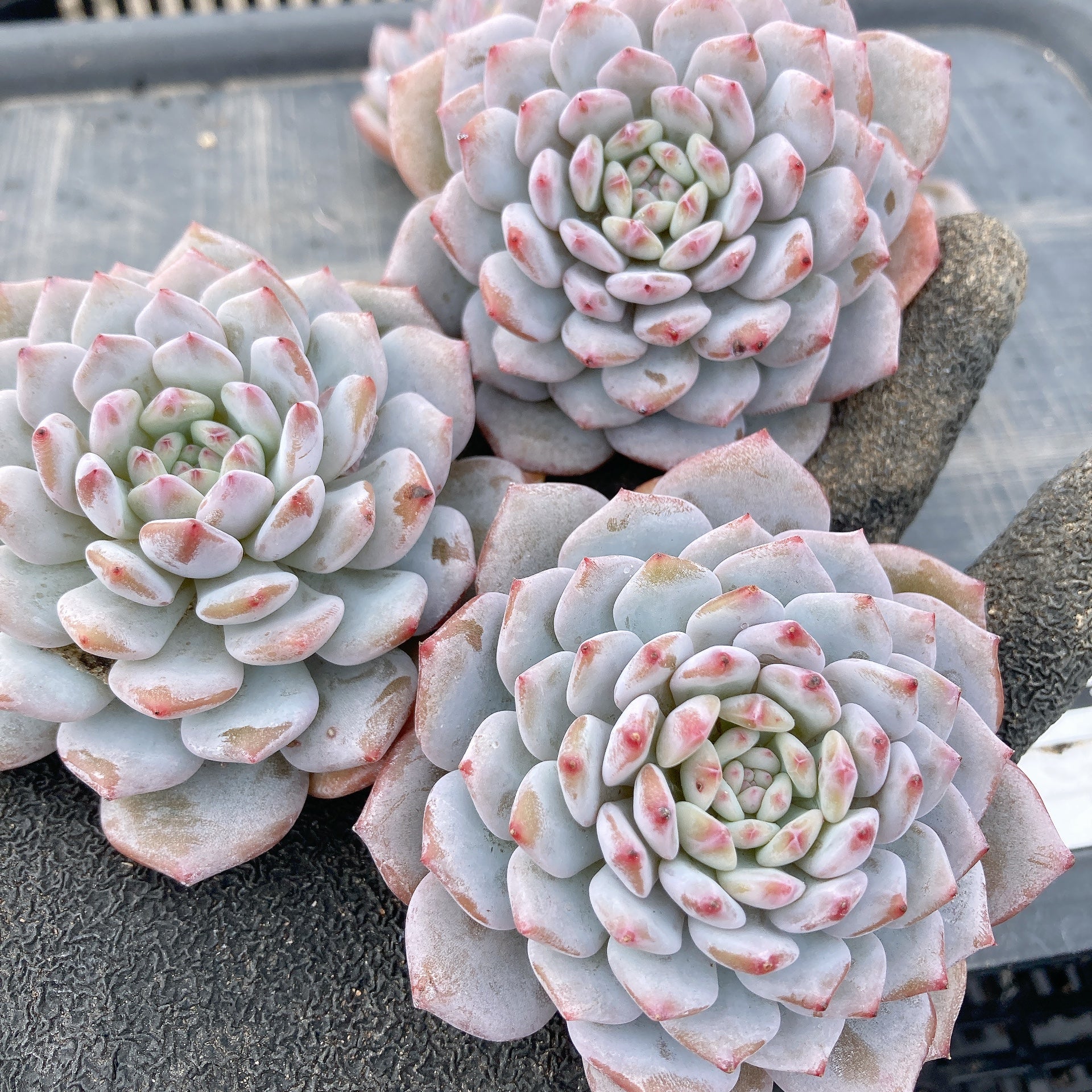 洋書 ECHEVERIA CULTIVARS 図鑑 洋書 ECHEVERIA CULTIVARS 図鑑 【公式通販】