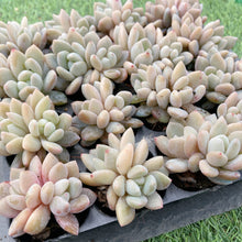 画像をギャラリービューアに読み込む, イエローオレンジ
