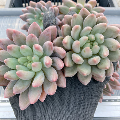 多肉植物 セット販売日、決めました | コキリノSucculents Life