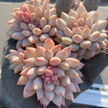 画像をギャラリービューアに読み込む, ガム
