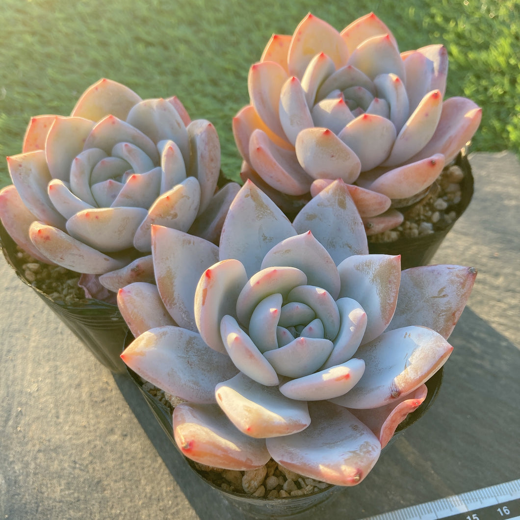 チーズフォーム