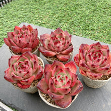 画像をギャラリービューアに読み込む, ロカ
