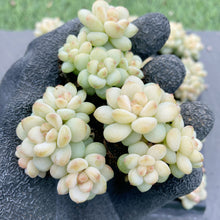 画像をギャラリービューアに読み込む, ジェニー美人
