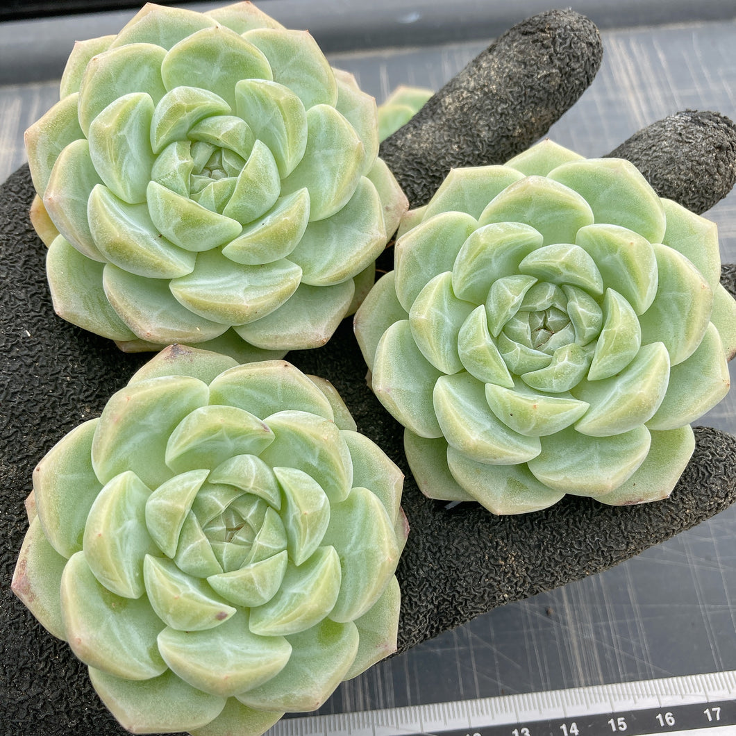 ウサギジェニー