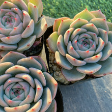 画像をギャラリービューアに読み込む, ラズベリーアイス
