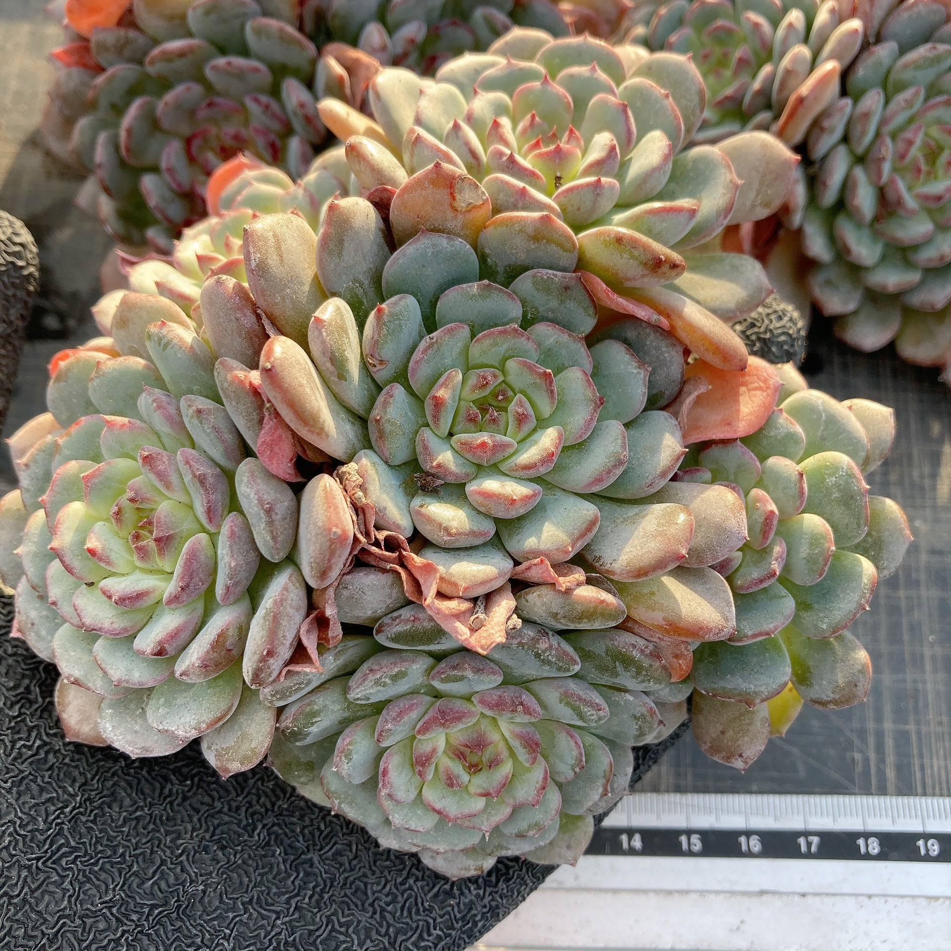 ティッピー×ベンバディス　韓国苗 ティッピー×ベンバディス 韓国苗！