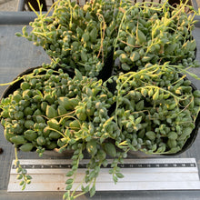 画像をギャラリービューアに読み込む, ピーチネックレス
