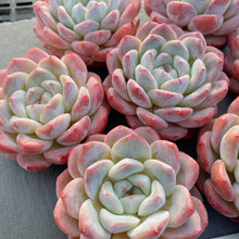 画像をギャラリービューアに読み込む, シックモンロー
