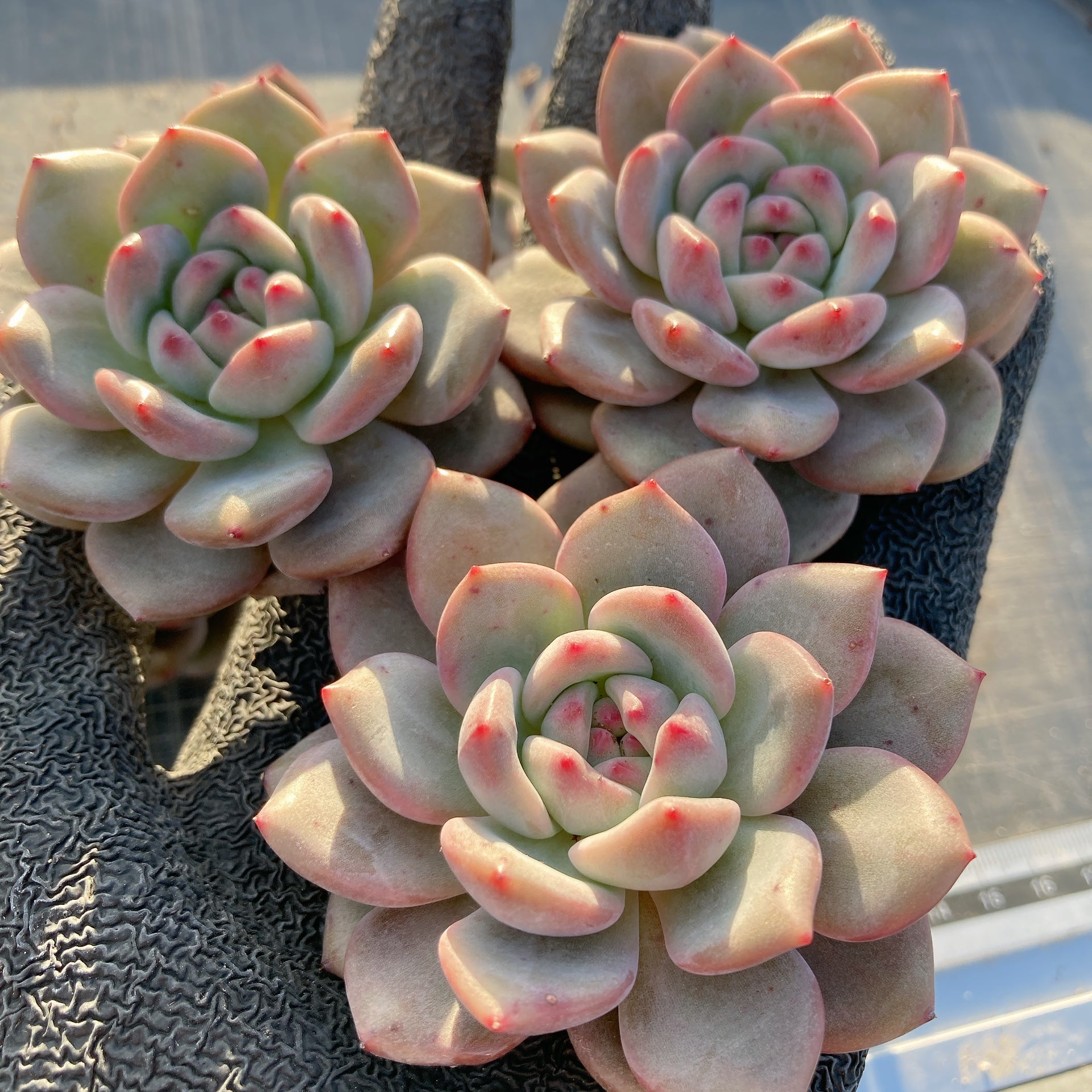 多肉植物♡ダーリーサンシャイン～ちび苗達～♡ポットごと発送のお値段^^③ 2025/10/10(金) こんばんは(⁠◍⁠•⁠ᴗ⁠•⁠◍⁠) Haru春です🪷 現在進行型