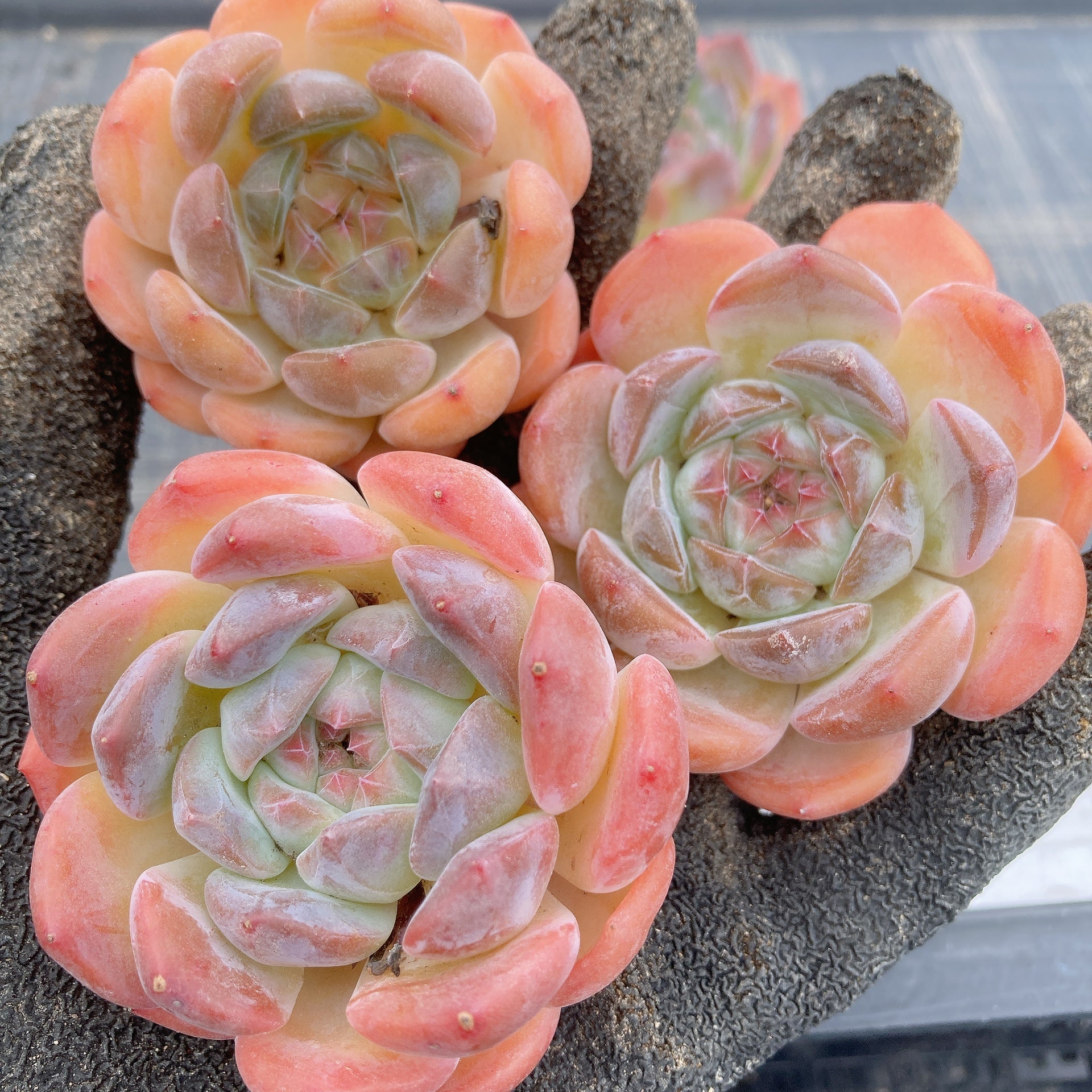 loscenteコーナー　　ダウニー錦　ツルギダ錦他　多肉植物 ハオルチア ツルギダ錦 です｜園芸日記byチャンノコ｜みんなの