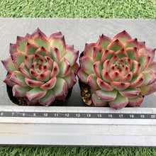 画像をギャラリービューアに読み込む, ファイアピラー
