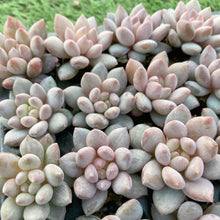 画像をギャラリービューアに読み込む, キャンディ美人10苗セット
