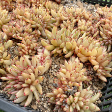 画像をギャラリービューアに読み込む, アイクソウル錦綴化
